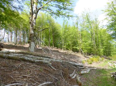 Coupe d'une hêtraie