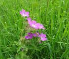geranium_sylvaticum_combe_joubert_nord-ouest-gentioux-23_2.jpg