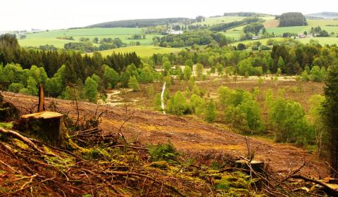 Coupe rase sur les bords de la tourbière - Crédit photo PNRML