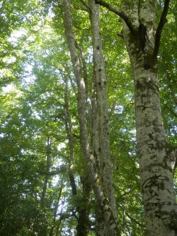 Arbre sénescent - Crédit photo PNRML