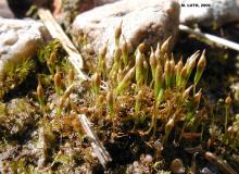 Bruchie des Vosges - crédit photo PNRML