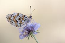 Damier de la succise - crédit photo Naturagency