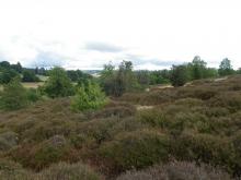 Lande sèche - crédit photo PNRML