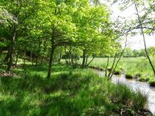 Forêt alluviale - crédit photo PNRML