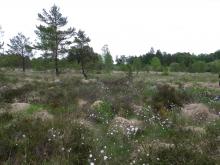 Tourbière - crédit photo PNRML